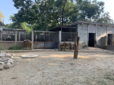 小斑馬、小長角羚…北京動物園今年新添343只“小萌寵”，飼料生產如何支撐？