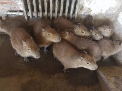 這個春節，天津口岸動物飼養區“人勤牛馬歡”